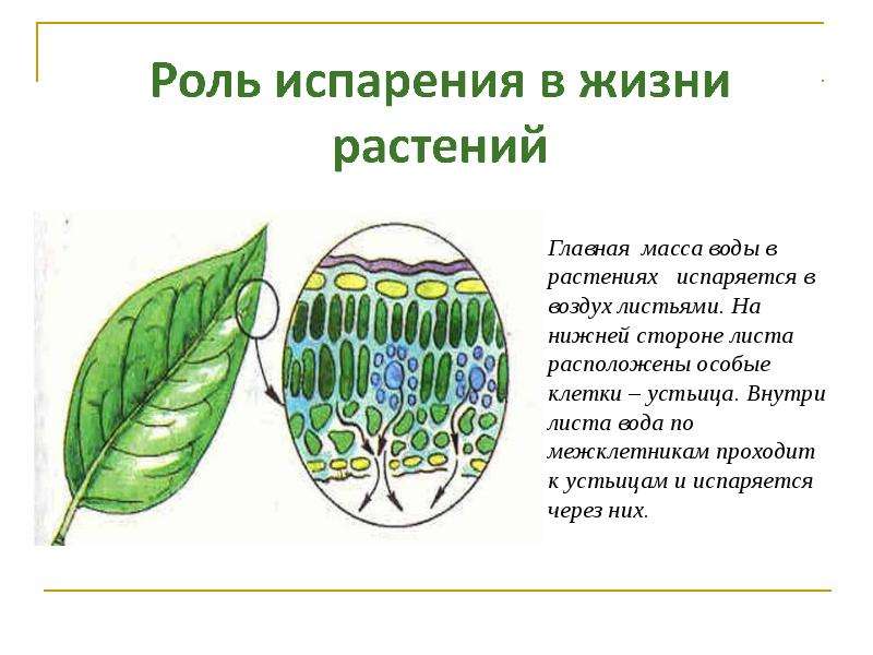 Каково значение процесса деления в жизни растения. Роль испарения воды в жизни растений. Испарение в жизни растений. Роль транспирации в жизни растений. Транспирация устьица.