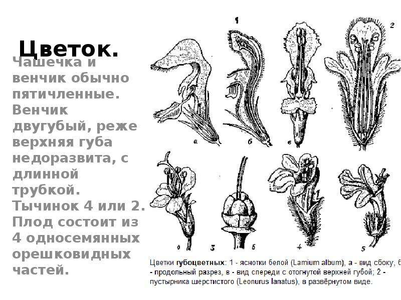 Диаграмма цветка шалфея