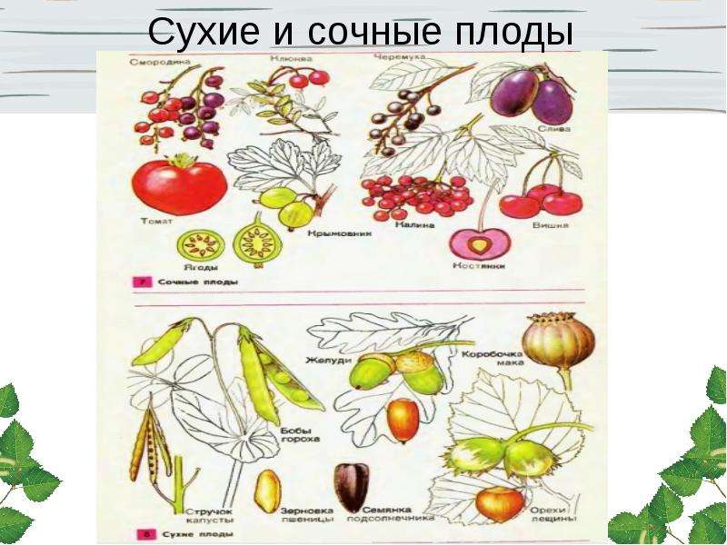 На тему Плоды и их классификация, слайд 4