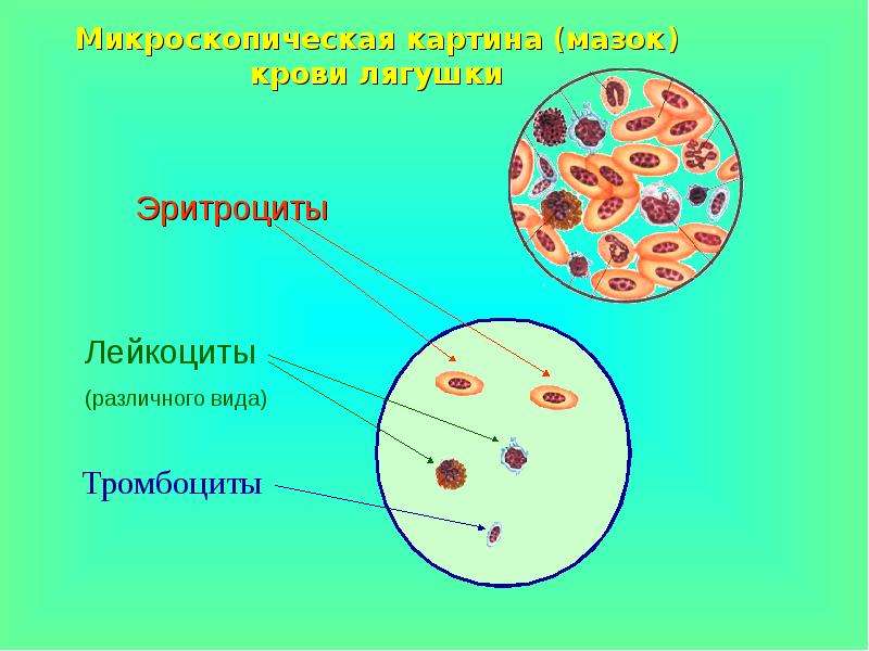 Рисунок крови человека под микроскопом