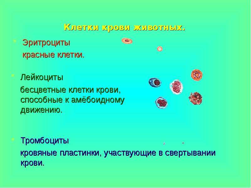 Бесцветные клетки. Эритроциты способны к амебоидному движению. Строение крови животных. Эритроциты позвоночных животных. Строение эритроцитов животных.