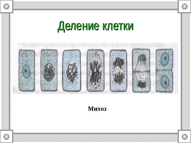 Рост клетки этапы. Деление клетки 5 класс биология. Процесс деления клетки рисунок. Рис 26 деление клетки. Этапы деления клетки.