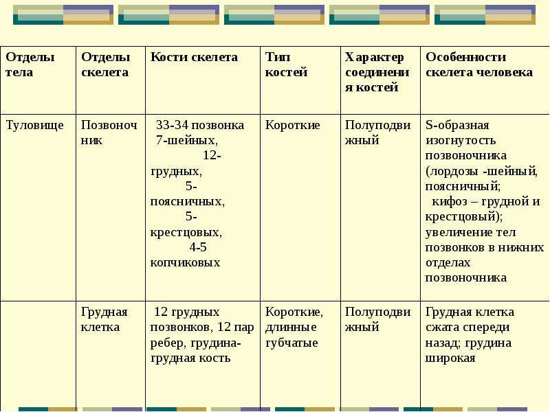 Скелет 8 класс биология презентация