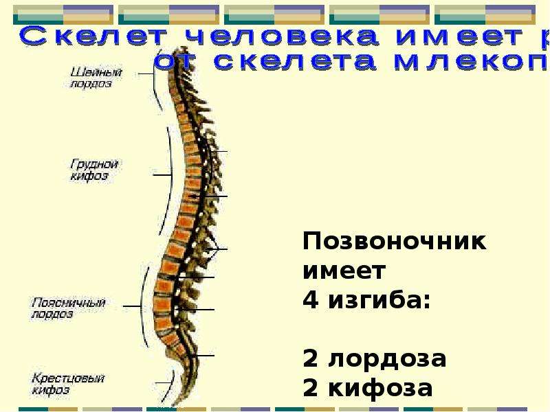 8 позвоночник. Осевой скелет позвоночник. Отделы позвоночника биология 8 класс. Строение позвоночника 8 класс. Биология скелет человека позвоночник.