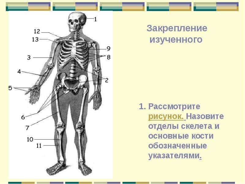 Скелет человека рисунок 8 класс биология