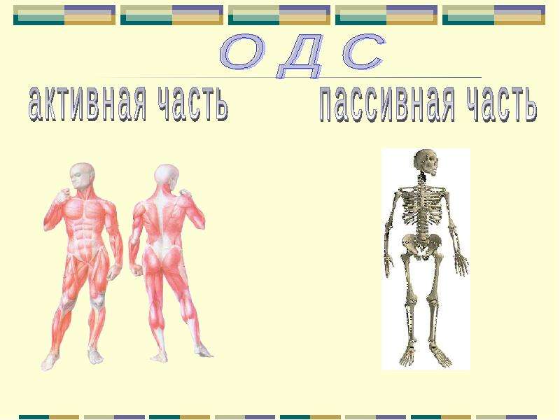 Презентация урок игра по биологии 8 класс презентация