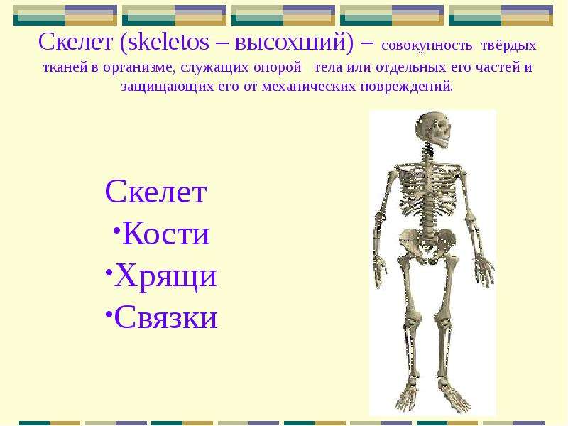 Скелет опора организма 6 класс биология презентация