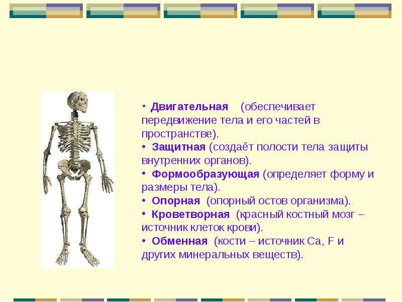 Презентация скелет человека осевой скелет 8 класс