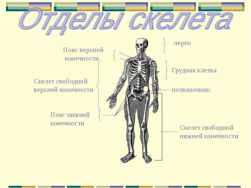 Презентация по биологии человек