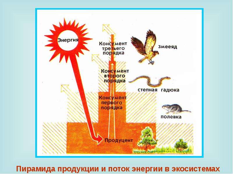 Поток энергии и пищевые цепи презентация 9 класс пасечник