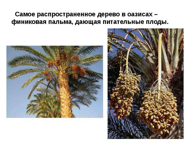 В какой природной зоне растет пальма. Финиковая Пальма в оазисе. Финиковая Пальма двудомное. Родина финиковой пальмы. Финиковая Пальма Родина растения.
