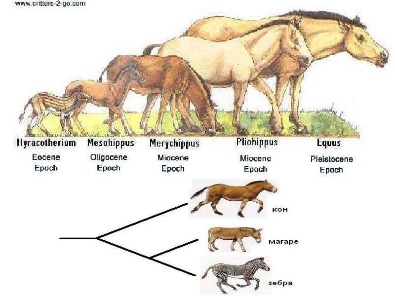 Примеры переходных форм и филогенетических рядов. Схема развития лошади. Происхождение лошади. Эволюция лошади. Этапы эволюции лошади.
