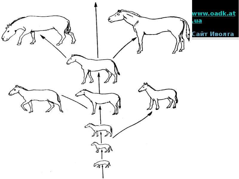 Презентация эволюция лошади