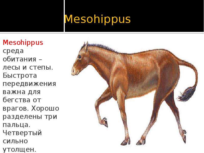 Презентация эволюция лошади