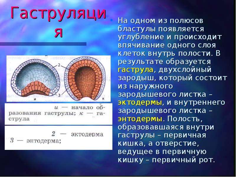 Полость первичной кишки зародыша. Гаструляция 3 слоя. Бластуляция гаструляция нейруляция. Бластула гаструла. Зародыш гаструла.