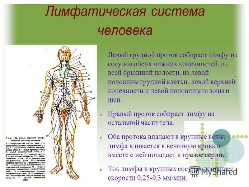 Лимфоотток в организме. Схема строения лимфоидной системы человека. Лимфатическая система человека анатомия. Лимфатическая система человека анатомия движение лимфы. Лимфатические узлы лимфатической системы.