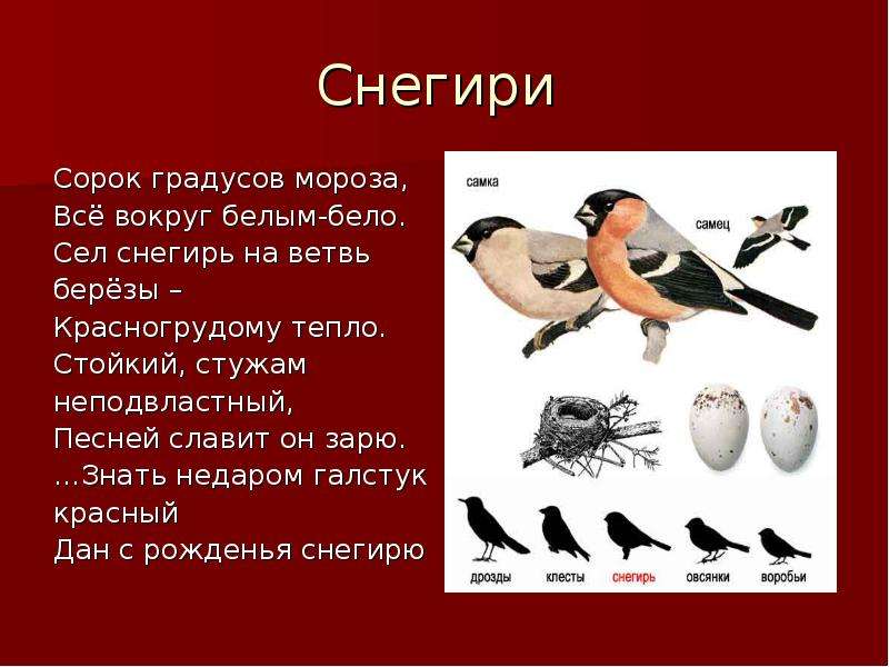 Тексты По Стилям Про Снегиря