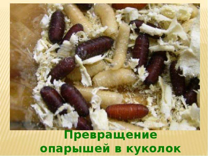 Опарыши это мухи. Личинки мясных мух опарыши.