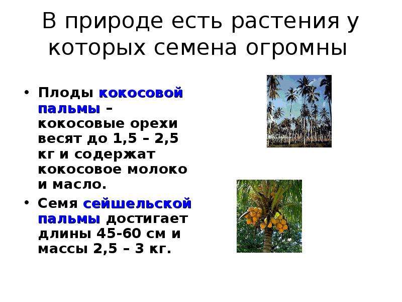 Сколько семян содержится в плоде кокосовой пальмы. Масса плода кокосовой пальмы 2 кг схема. Сколько семян в плоде кокосовой пальмы. Кокосовая Пальма цикл в природе по временам года.