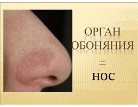 нос