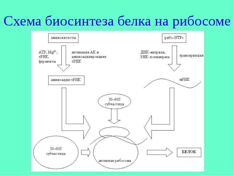 Синтез белка схема