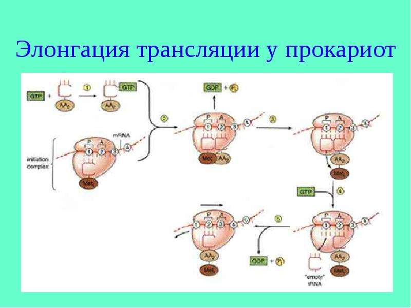 Биосинтез прокариот. Синтез белка трансляция элонгация\. Элонгация трансляции у прокариот. Терминация трансляции прокариот. Элонгация трансляции у эукариот.