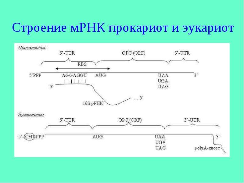 При процессе мрнк эукариот