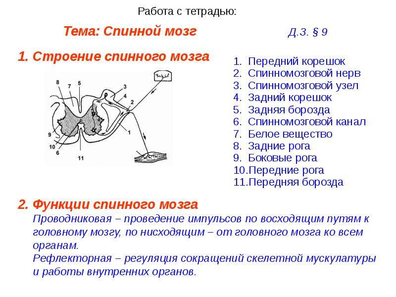 Презентация по теме спинной мозг биология 8 класс