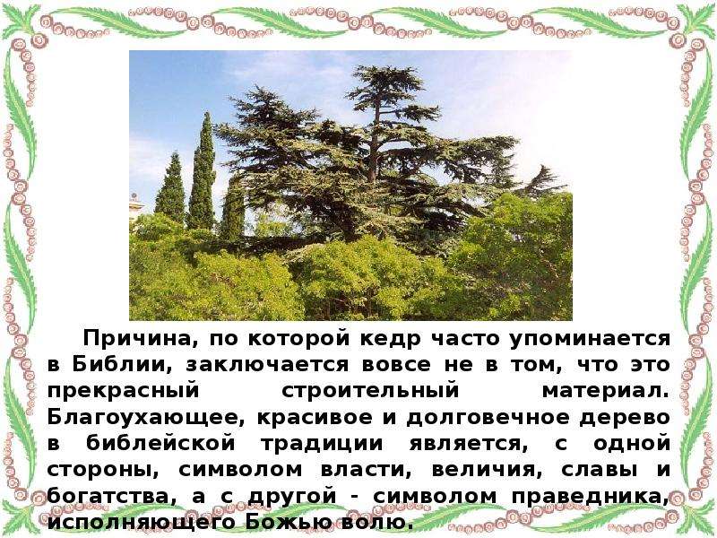 Значение слова ливанский. Кедр ливанский доклад. Кедр на Ливане Библия. Что такое ливанский кедр история 5. Кедр ливанский презентация.