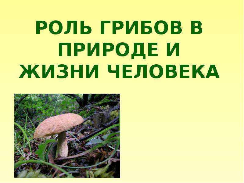 Какую роль в природе и жизни человека. Какова роль грибов в природе. Экологическая роль грибов. Роль грибов в экосистеме. Охарактеризуйте роль грибов в природе.