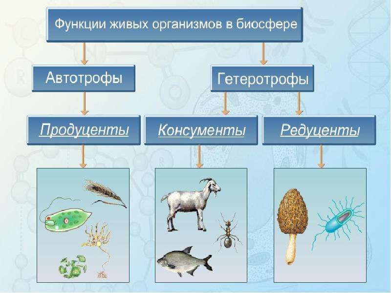 Презентация по биологии 5 класс пищевые цепи