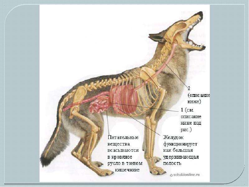 Внутреннее строение собаки презентация