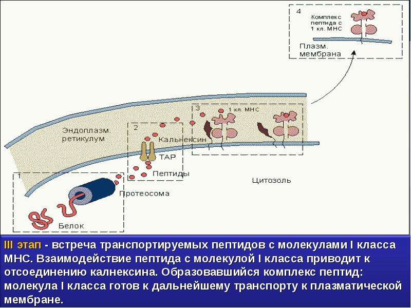 Главный комплекс. Главный комплекс гистосовместимости собак.