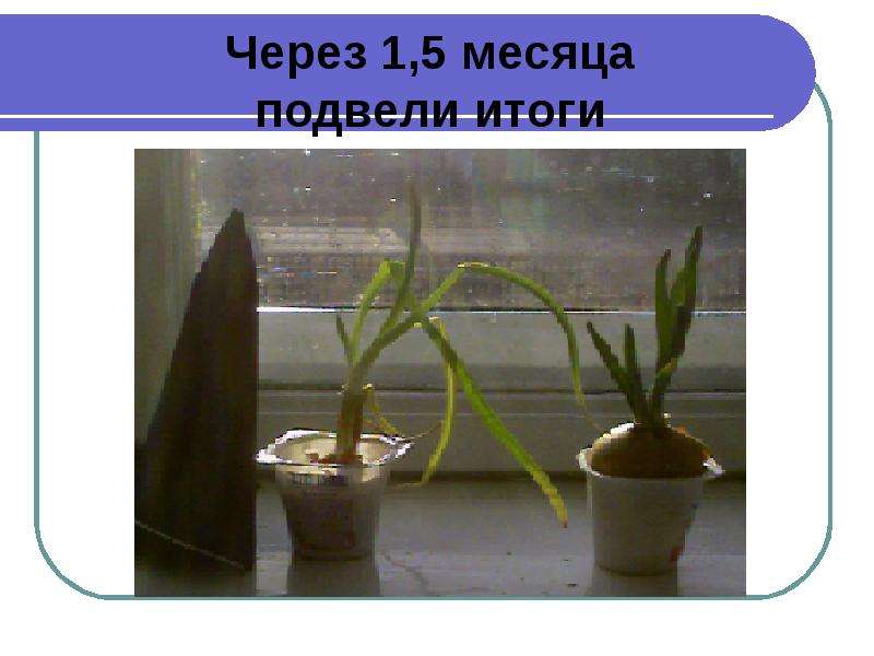 Влияние света на развитие листьев. Влияние света на рост лука. Влияние света на развитие листьев лука. Влияние света на рост лука проект исследование. Эксперимент влияние света на рост луковицы.