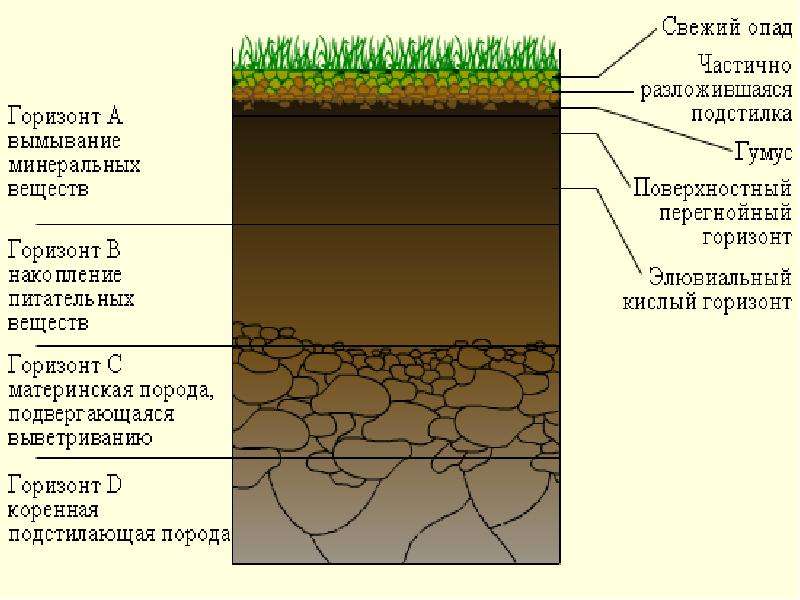 Какой буквой на схеме почвенного горизонта обозначена материнская порода