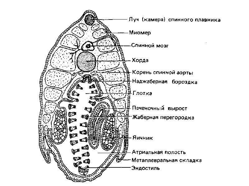 Поперечный разрез ланцетника