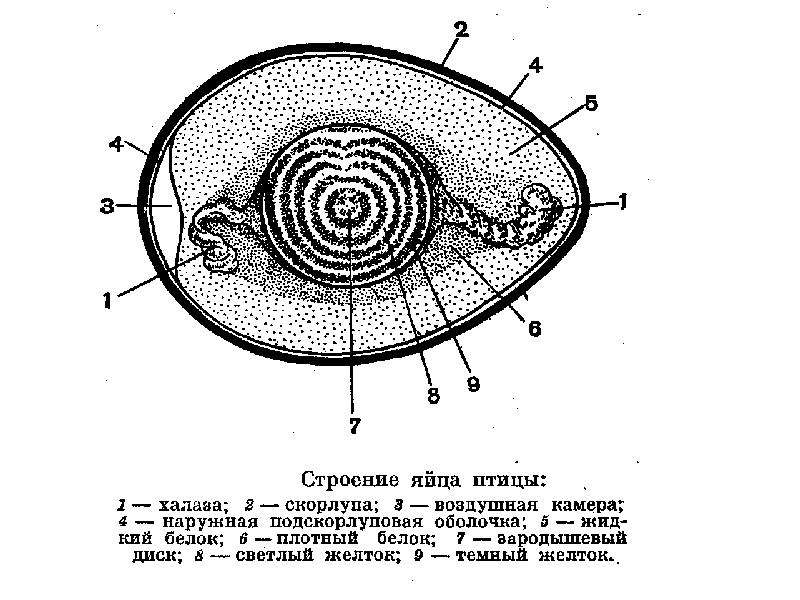 Строение куриного яйца рисунок