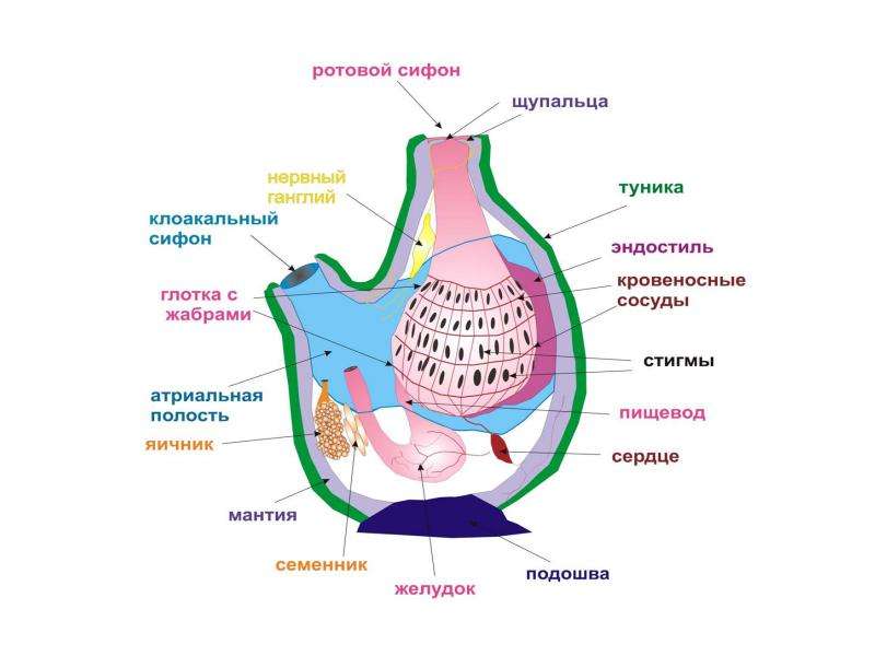 Атриальная полость