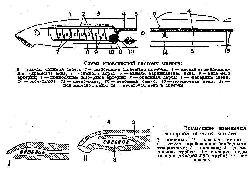 Схема кровеносной системы миноги в цвете