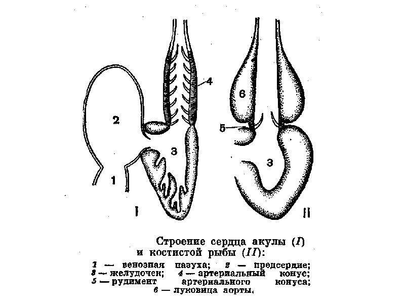 Схема строения сердца рыб