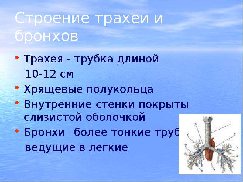 Более тонко. Функции трахеи 12 сантиметров. Трахея- это трубка длиной 10-15 см её составляют хрящевые. Хрящевые полукольца содержат ответ. Гимнастика для трахеи и бронхов дуть в трубочку.