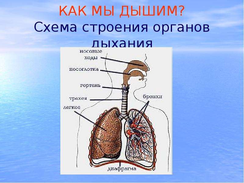 Как дышит человек. Схематическое строение органов дыхания. Как мы дышим. Как мы дышим для детей.