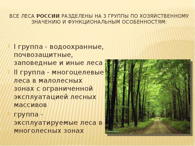 Три группы лесов. Три группы леса. Группы лесов. Три группы лесов России. Леса первой категории.