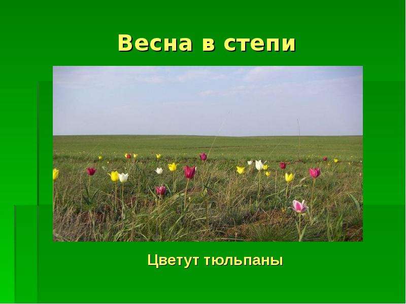 Презентация на тему природная зона степь