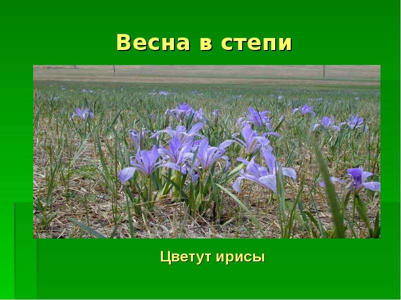 Презентация зона степей россии 4 класс окружающий мир презентация