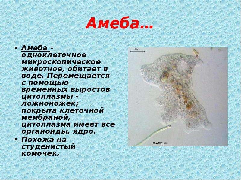 Любое простейшее животное