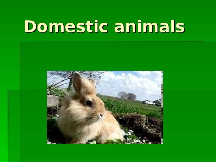 


Domestic animals
