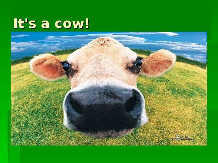 


It's a cow!
