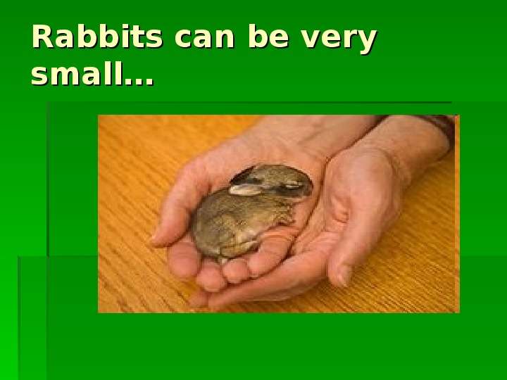 


Rabbits can be very small…

