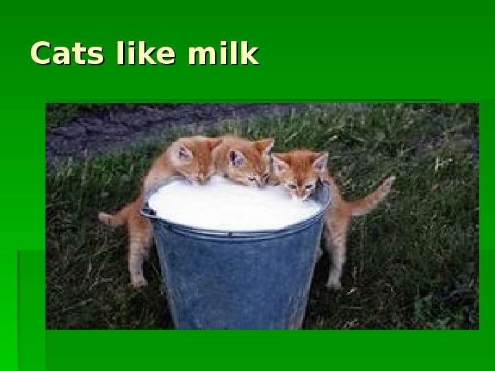 


Cats like milk
